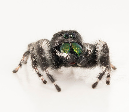 Bold Jumping Spider, Phidippus audax, Franklin County, Ohio, June 5, 2020
