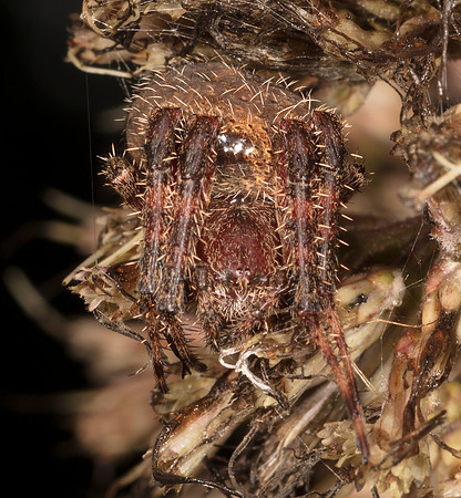 Spotted Orbweaver, Neoscona crucifera., in old joe-pye flowers, Scioto County, Ohio, August 24, 2019