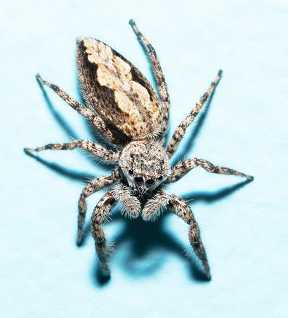 Tan Jumping Spider, Platycryptus undatus, Franklin County, Ohio, July 2, 2020 (2)