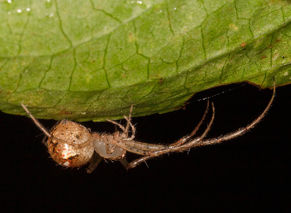 Pirate Spider, Mimetus puritanus, Washington County, Ohio, August 23, 2020