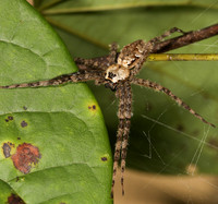 Fishing Spider, Dolomedes albineus, Adams County, Ohio, September 7, 2013