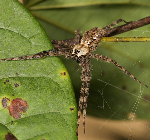 Fishing Spider, Dolomedes albineus, Adams County, Ohio, September 7, 2013