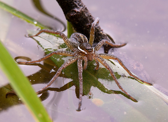 Six-spotted Fishing Spider, Dolomedes triton, Crawford County, Ohio, May 4, 2021