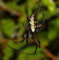 Black-and-yellow Garden Spider, Argiope aurantia, Pike County, Ohio, September 26, 2018