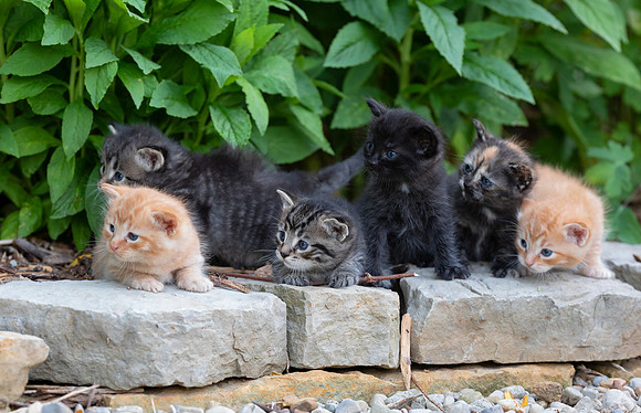 Kittens, four weeks old, Highland County, Ohio, June 26, 2020