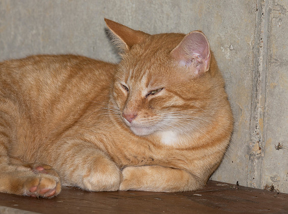 Cat, Pumpkin the guard cat, Alley Park, Fairfield County, Ohio, August 16, 2018