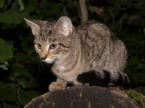 Kitten, recently dumped, (but rescued and re-homed), Clark County, Ohio, August 16, 2019