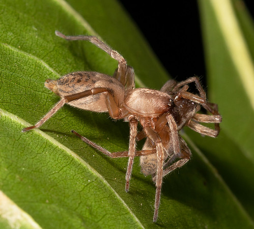 Sac Spider, Elaver excepta, female eating male, Delaware County, Ohio, August 30, 2020