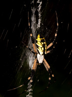 Black-and-yellow Garden Spider, Argiope aurantia, Scioto County., Ohio, August 24, 2019 (103)