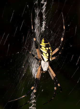 Black-and-yellow Garden Spider, Argiope aurantia, Scioto County., Ohio, August 24, 2019 (103)