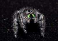 Bold Jumping Spider, Phidippus audax, Crawford County, Ohio, May 29, 2020