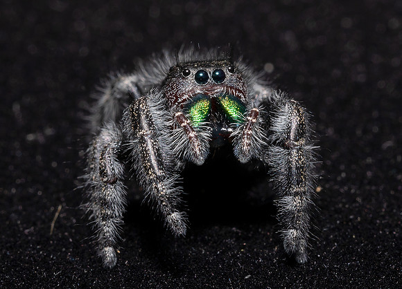 Bold Jumping Spider, Phidippus audax, Crawford County, Ohio, May 29, 2020
