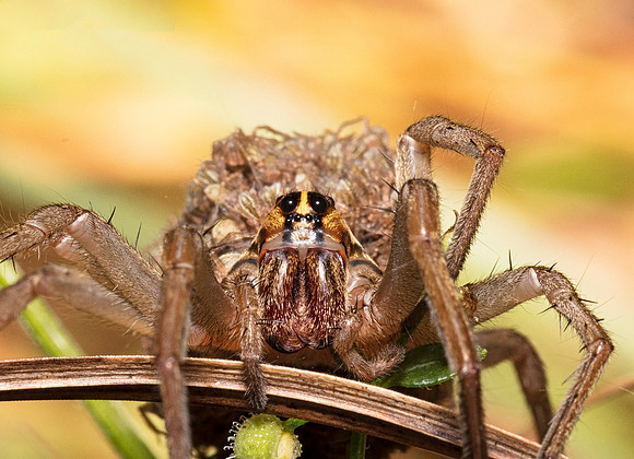 Striped Wolf Spider, Rabidosa rabida, with spiderlings, Pike County, Ohio, September 26, 2018