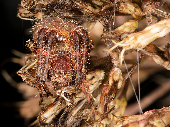 Spotted Orbweaver, Neoscona crucifera., hiding in old joe-pye flowers, Scioto County, Ohio, August 24, 2019