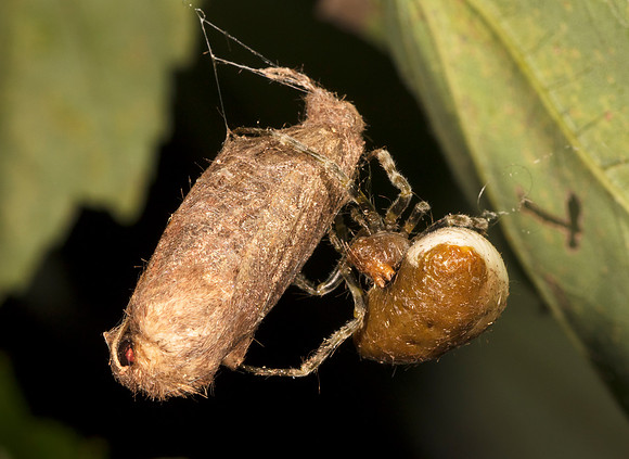 Toadlike Bolas Spider, Mastophora phrynosoma, Licking County, Ohio, September 14, 2019