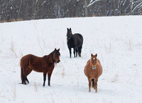 Horses, Hocking County, Ohio, January 15, 2019