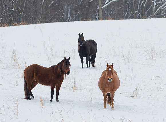 Horses, Hocking County, Ohio, January 15, 2019