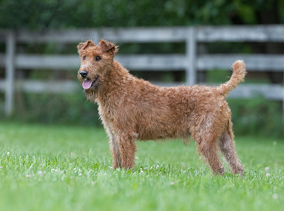 Irish Terrier, Delaware County, Ohio, August 1, 2018 (5)
