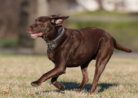 Brandy, Chocolate Lab, therapy dog, Franklin County, Ohio, April 2, 2019 (2)