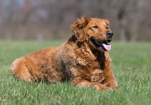 Golden Retriever therapy dog, Murphy, Franklin County, Ohio, April 9, 2019