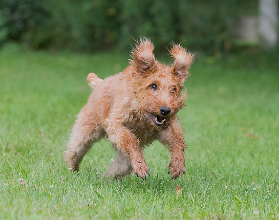 Irish Terrier, Delaware County, Ohio, August 1, 2018 (2)
