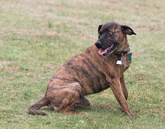 Mountain Cur, Washington County, Ohio, March 30, 2019 (2)