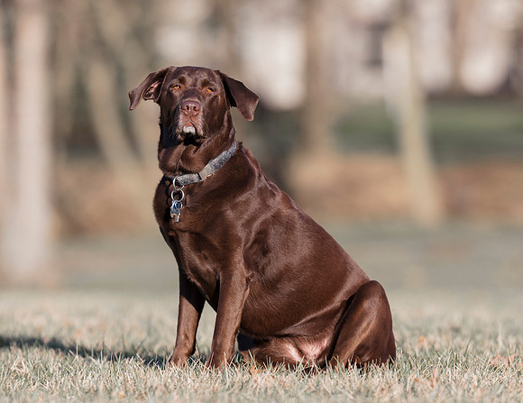 Brandy, Chocolate Lab, therapy dog, Franklin County, Ohio, April 2, 2019