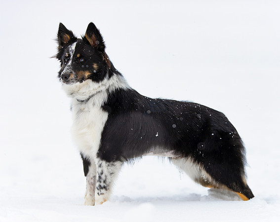 Australian Cattle Dog mix, Franklin County, Ohio, February 18, 2021 (23)