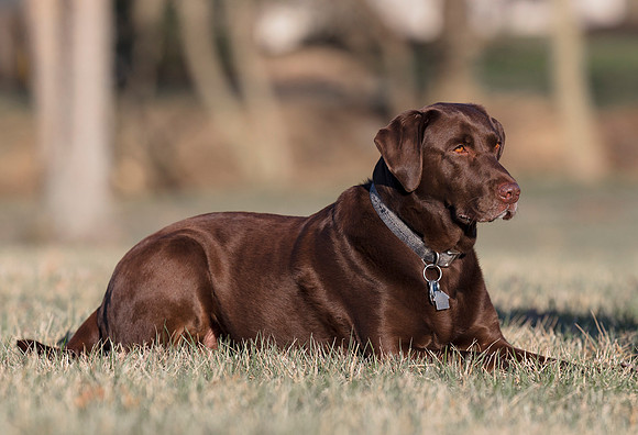 Brandy, Chocolate Lab, therapy dog, Franklin County, Ohio, April 2, 2019 (4)