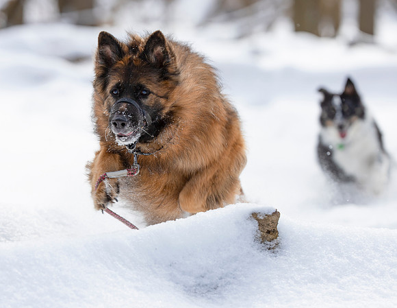 Australian Cattle Dog mix, Long-haired German Shepherd, Franklin County, Ohio, February 16, 2021 (2)