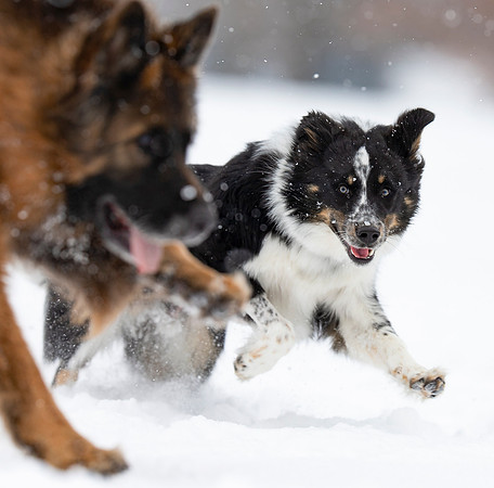 Australian Cattle Dog, Franklin County, Ohio, February 18, 2021 (30)