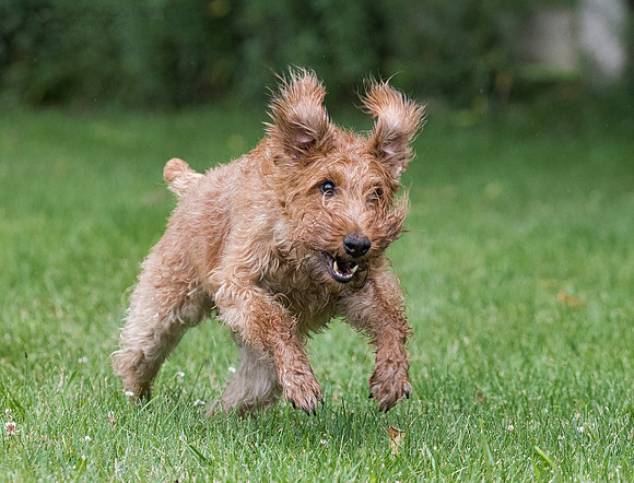 Irish Terrier, Delaware County, Ohio, August 1, 2018 (3)