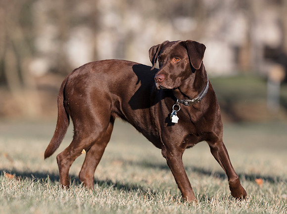 Brandy, Chocolate Lab, therapy dog, Franklin County, Ohio, April 2, 2019 (5)
