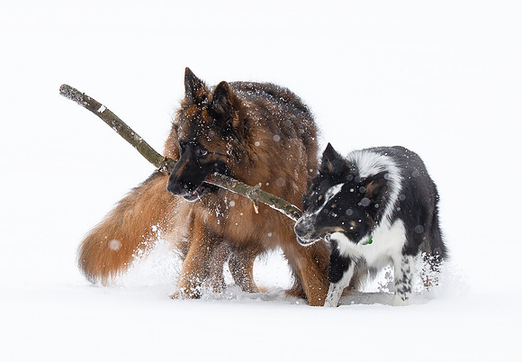 Long-haired German Shepherd, Australian Cattle Dog mix, Franklin County, Ohio, February 18, 2021