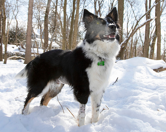Australian Cattle Dog mix, Franklin County, Ohio, February 16, 2021 (2)
