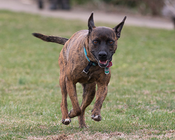 Mountain Cur, Washington County, Ohio, March 30, 2019