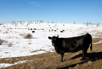 Livestock
