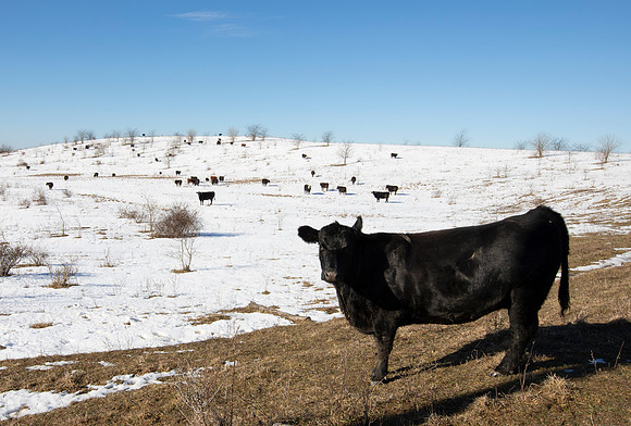 Cow, Bos taurus, Muskingum County, Ohio, February 24, 2021