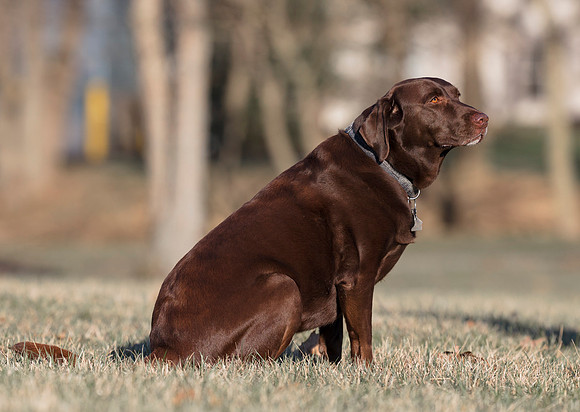 Brandy, Chocolate Lab, Dublin Retirment Village, Franklin Co., OH April 2, 2019 (3)