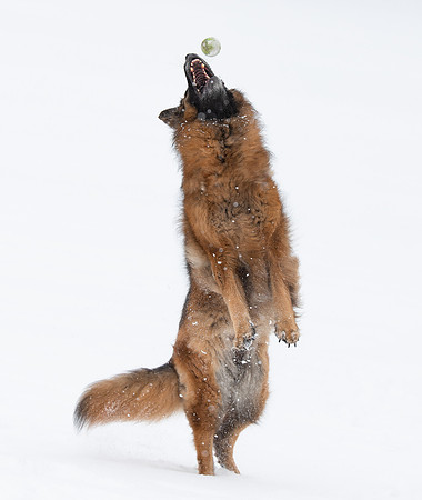 Long-haired German Shepherd, Franklin County, Ohio, February 18, 2021 (19)