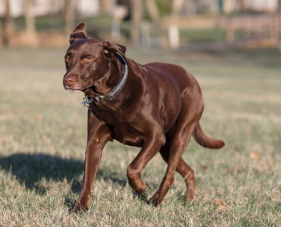 Brandy, Chocolate Lab, therapy dog, Franklin County, Ohio, April 2, 2019 (7)