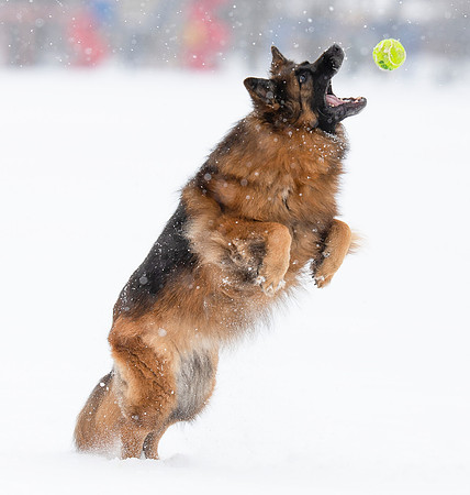 Long-haired German Shepherd, Franklin County, Ohio, February 18, 2021 (26)