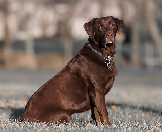 Brandy, Chocolate Lab, therapy dog, Franklin County, Ohio, April 2, 2019 (6)