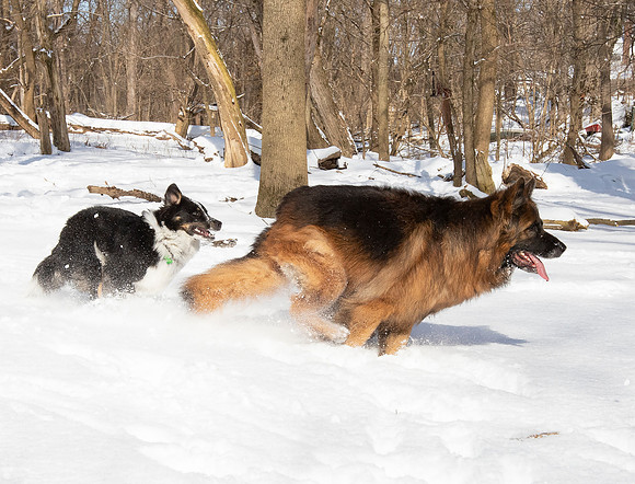 Australian Cattle Dog mix, Long-haired German Shepherd, Franklin County, Ohio, February 16, 2021