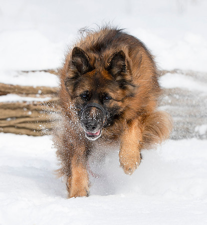 Long-haired German Shepherd, Franklin County, Ohio, February 16, 2021