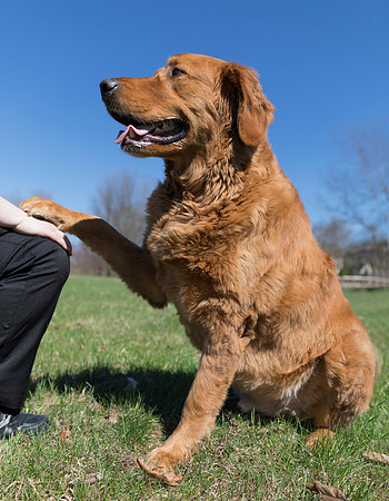 Golden Retriever therapy dog, Murphy, Franklin County, Ohio, April 9, 2019 (2)