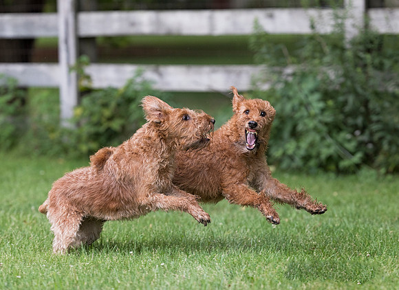 Irish Terrier, Delaware County, Ohio, August 1, 2018