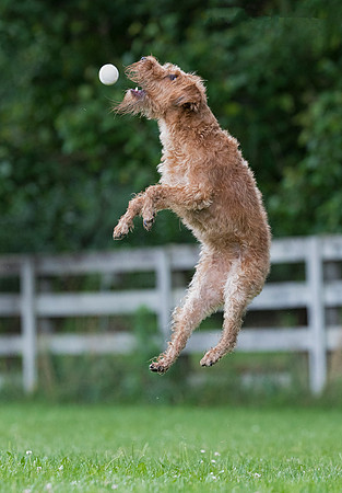 Irish Terrier, Delaware County, Ohio, August 1, 2018 (4)
