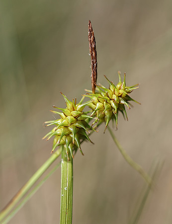Yellow Sedge, Carex flava, Champaign County, Ohio, June 2, 2017