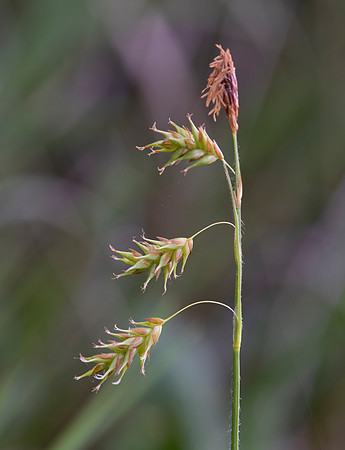 Chestnut Sedge, Carex castanea, Presque Isle County, Michigan, May 23, 2021